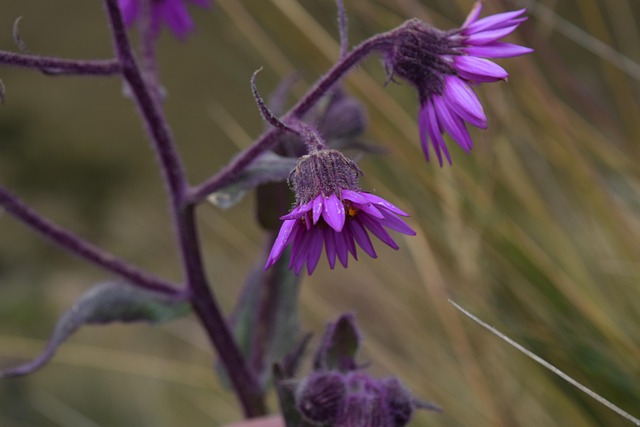 Bloemen, Paarse Bloemen, Tuin, Natuur