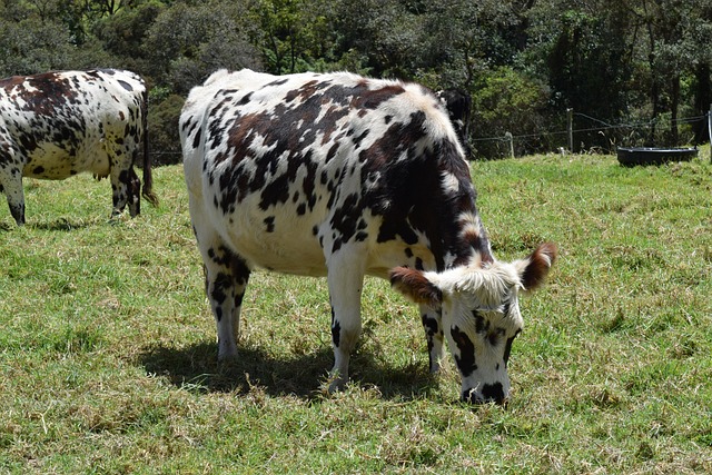 Koeien, Weiland, Grazen, Boerderij