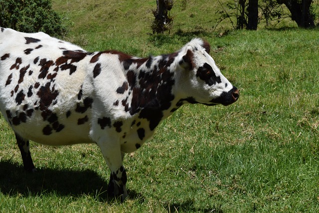 Koe, Weiland, Grazen, Boerderij