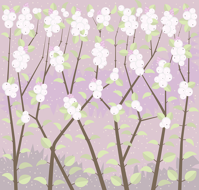 Free snowberries nature ghostberries illustration