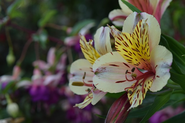 Alstroemeria, Lelie Van De Inca'S