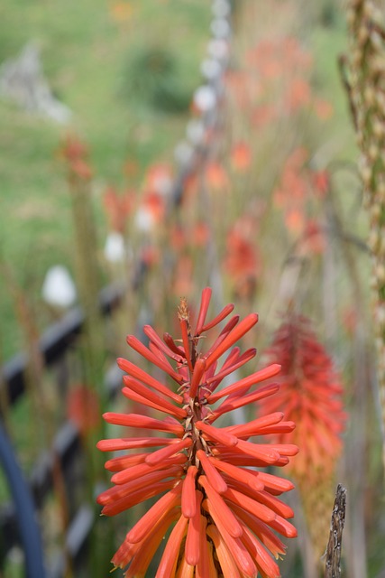 Rode Hete Pook, Kniphofia, Tuin