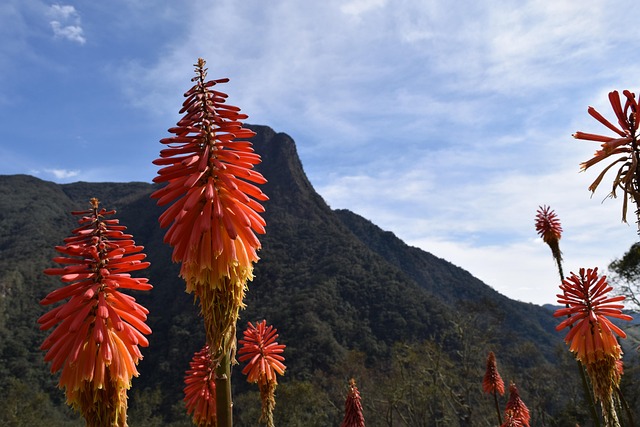 Roodgloeiende Poken, Kniphofia, Tuin