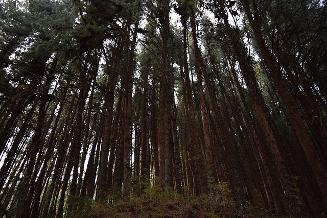 Woud, Bomen, Natuur, Bossen, Wildernis