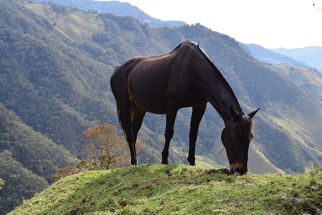 Paard, Bergen, Grazen, Weiland, Natuur