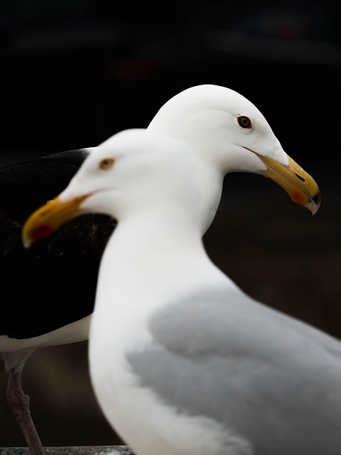 Gaivotas, Pássaros, Animais, Cabeças