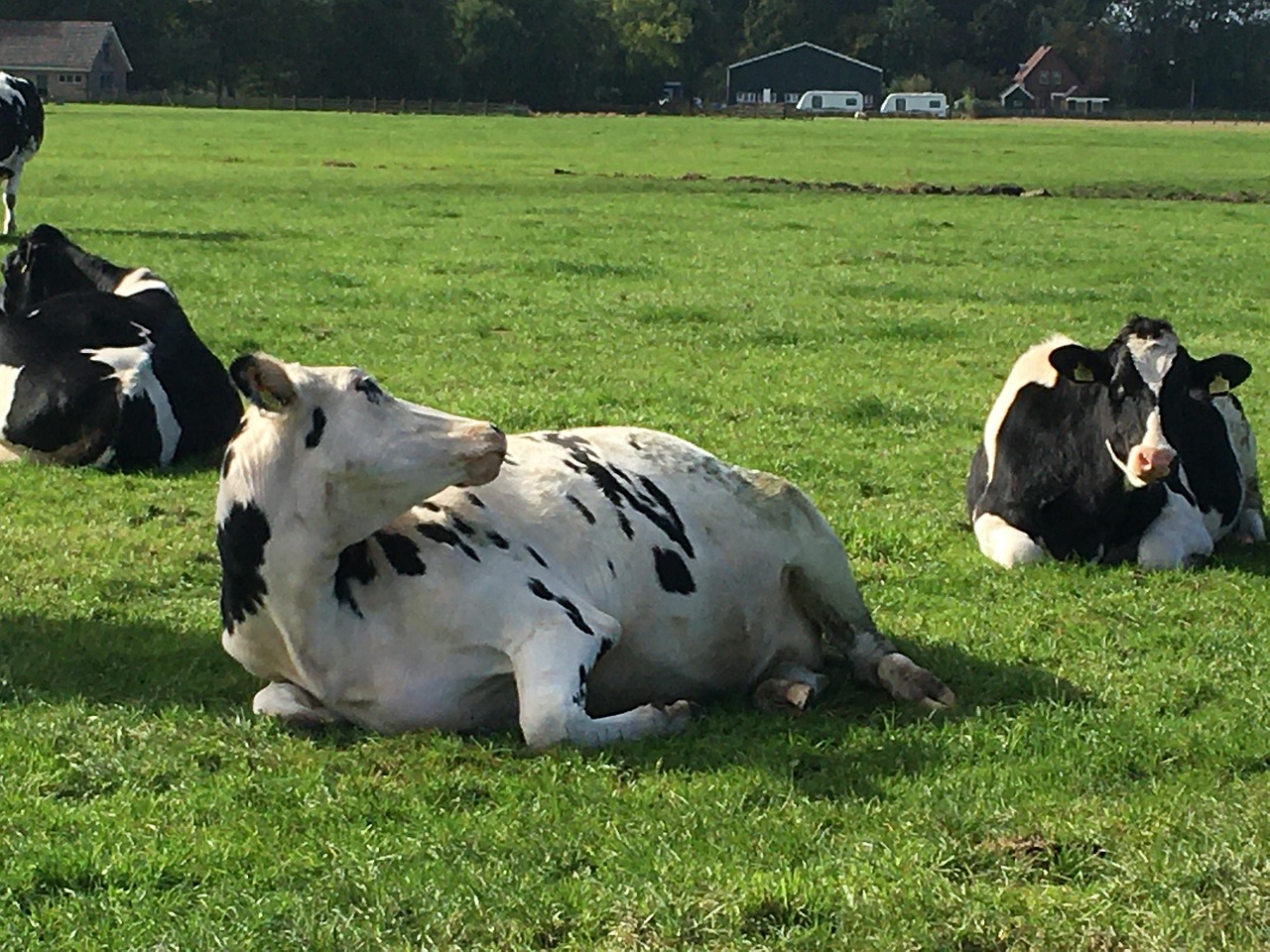 Leader Village Calf Butter House Free photo on Pixabay Pixabay