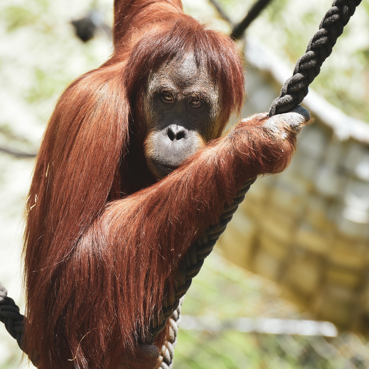 https://cdn.pixabay.com/photo/2022/01/28/00/02/animal-6973447_1280.jpg