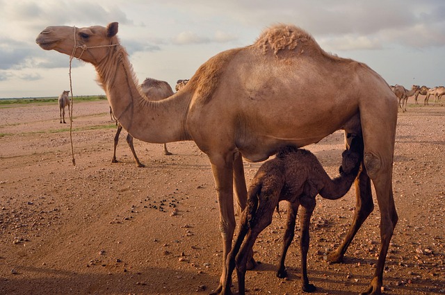 Free Camel Desert photo and picture
