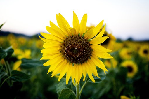Blume, Sonnenblume, Blüte, Botanik