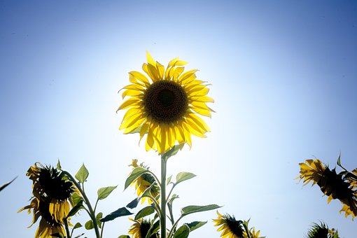 Blumen, Sonnenblume, Blüte, Botanik