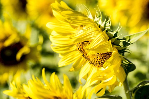 Gelbe Blume, Sonnenblume, Sommer, Gelb