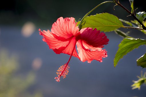 Blume, Hibiskus, Blüte, Botanik