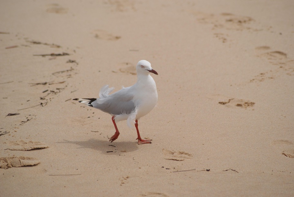 Oiseau Mouette Plage Photo Gratuite Sur Pixabay Pixabay Oiseau Mouette Plage Photo Gratuite Sur Pixabay Pixabay