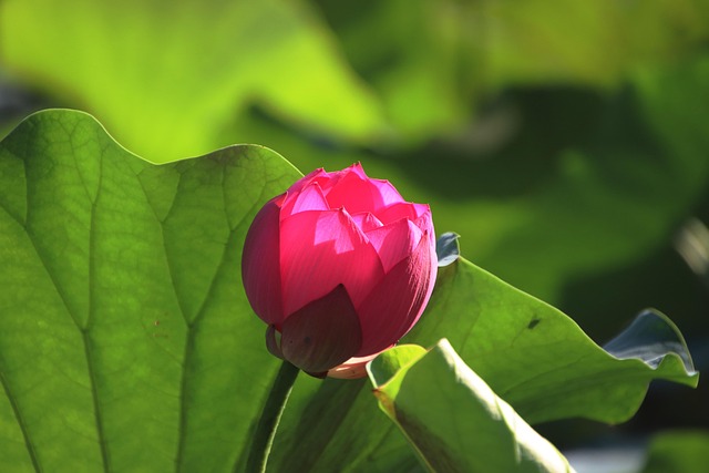 Afie Geburtstagskarte 'Lotus & Vogel' – 12 X 17,5 Cm Mit Weißem Umschlag, Nachhaltiges Papier, In Frankreich Hergestellt