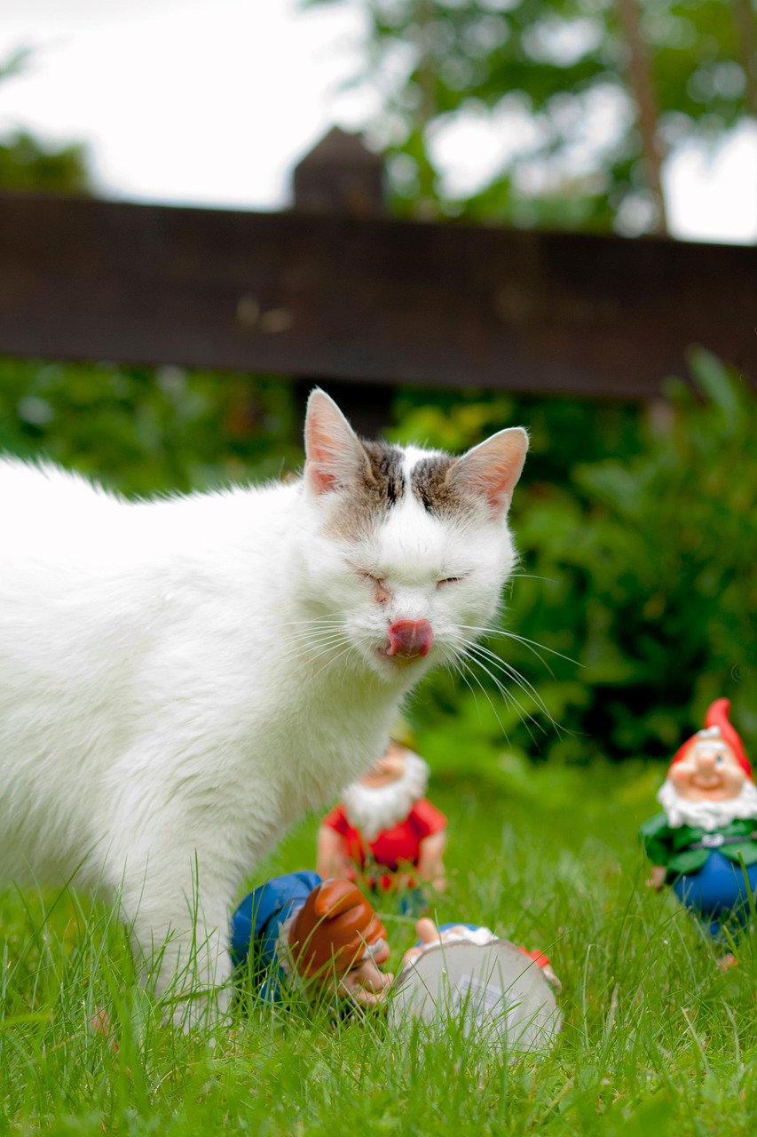 Cat Gnomes Garden Free photo on Pixabay Pixabay