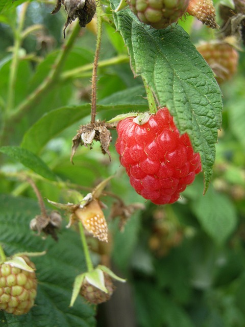 Himbeere, Obst, Pflanze, Blätter, Reif