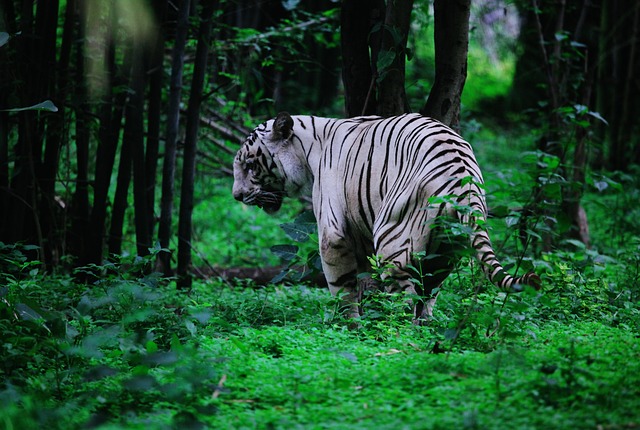 Free Tiger White Tiger photo and picture
