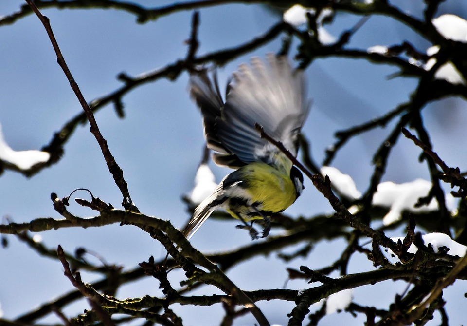 Fågel Tit Ornitologi - Gratis foto på Pixabay