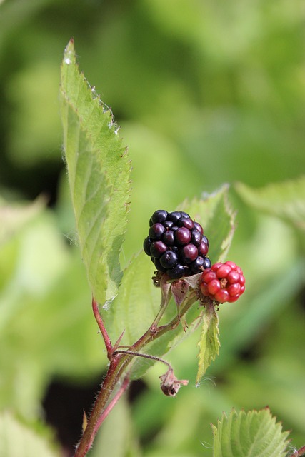 Free Blackberry Berry photo and picture