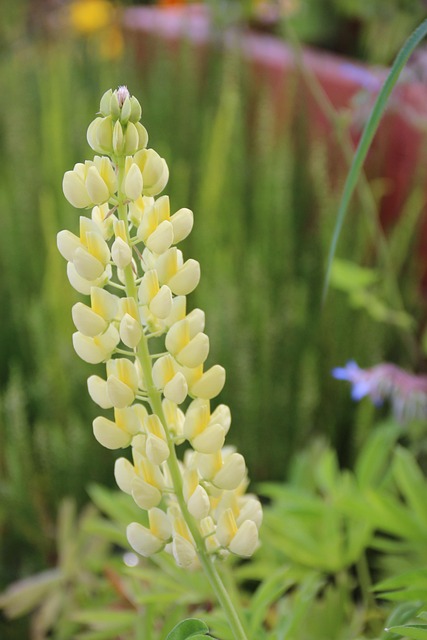 Free Flower Blossom photo and picture