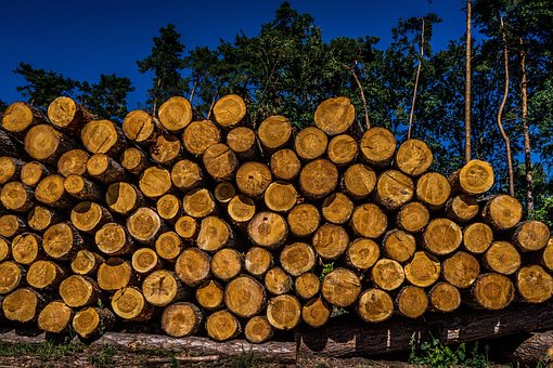 Free Tree Wood photo and picture