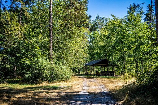 Free Trees Forest photo and picture