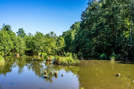 Free Trees Forest photo and picture