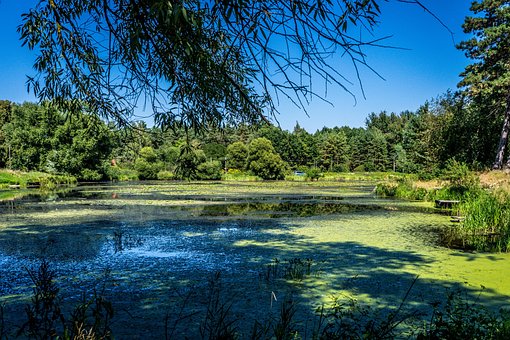 Free Trees Grass photo and picture