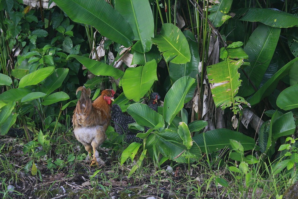 gallina-chicken-hen-free-photo-on-pixabay-pixabay