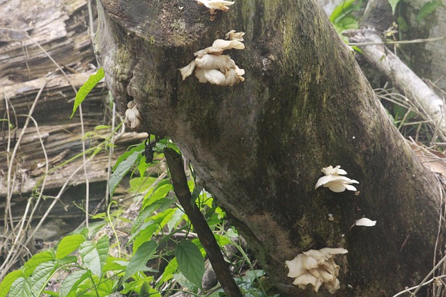 DIYCUT Lot De 25 Mini Champignons En Bois – Déco Féerique Pour Jardin Miniature & Pots De Fleurs