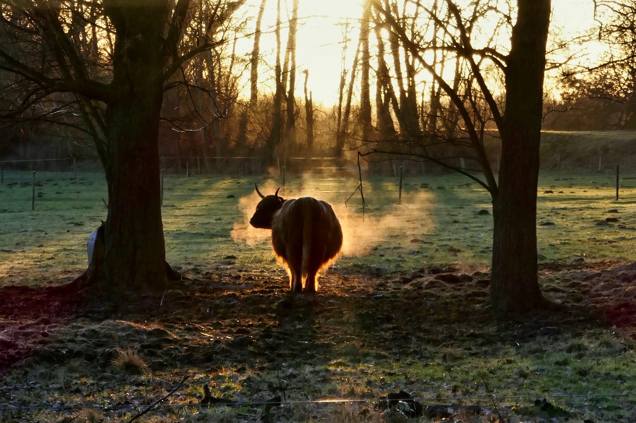 Buffalo - free online jigsaw puzzle photo
