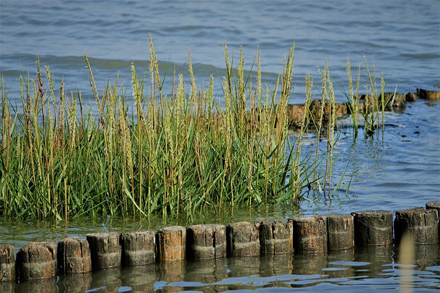 Free Watt Sylt Keitum photo and picture