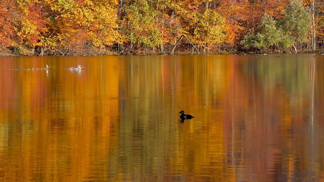 Free Pond Duck photo and picture