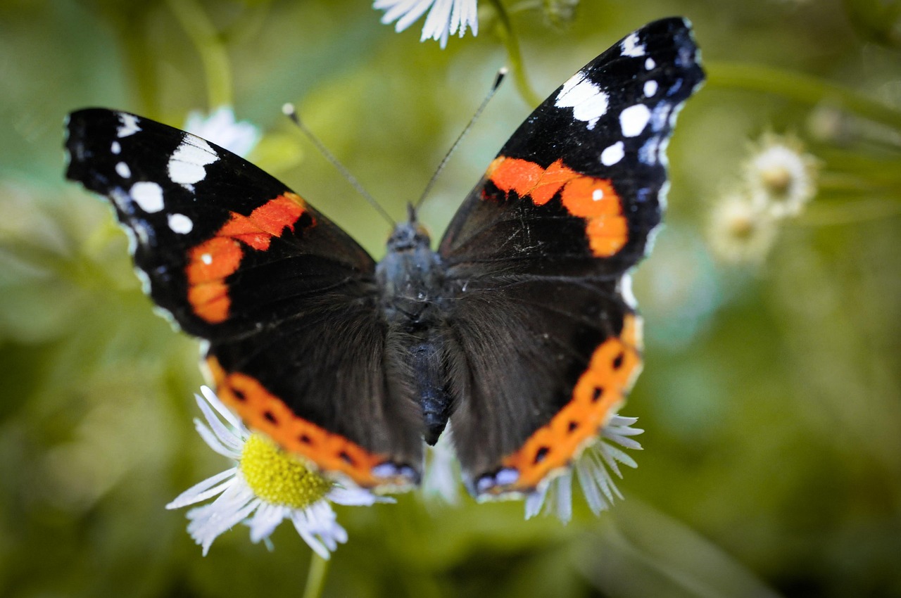 Insecte Papillon Entomologie Photo Gratuite Sur Pixabay Pixabay