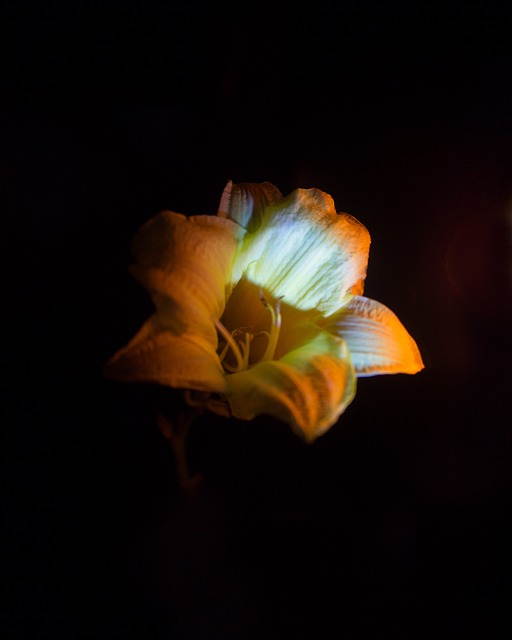Free Garden Stuff Flowers photo and picture