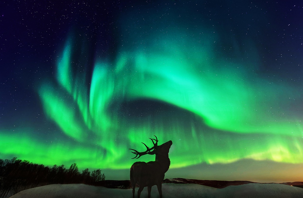 Buck Deer Northern Lights Free photo on Pixabay Pixabay