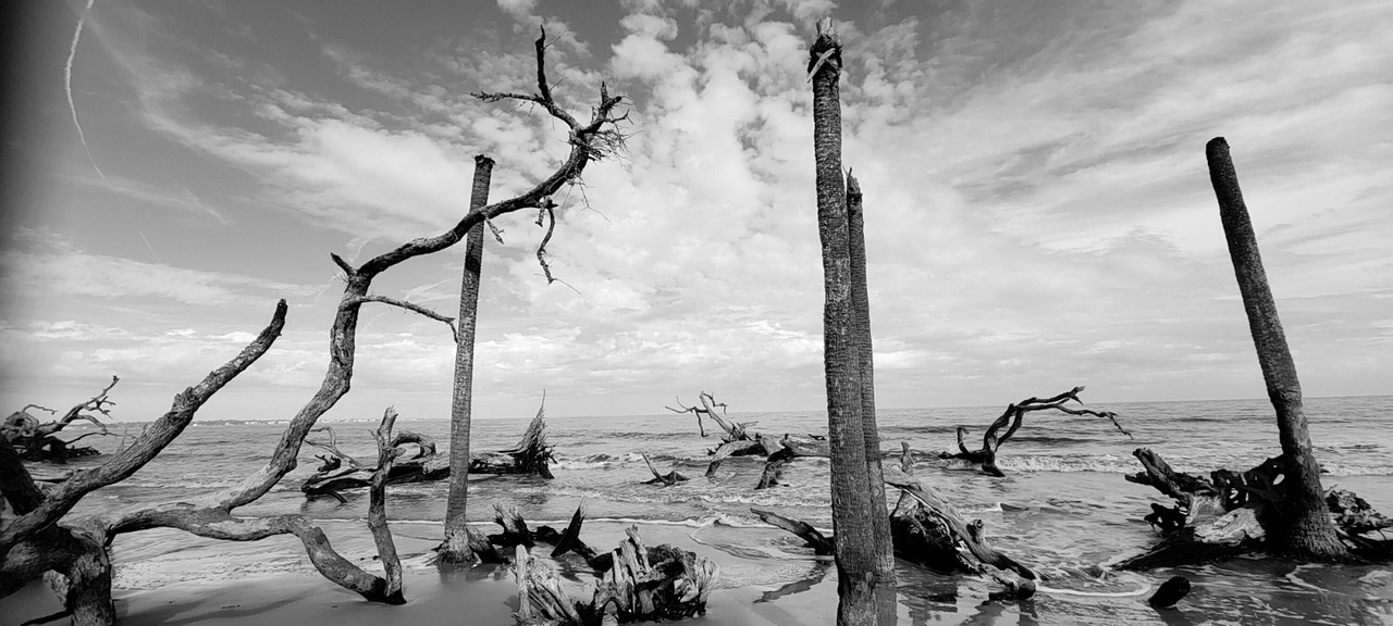 Driftwood Beach Sea - Free photo on Pixabay