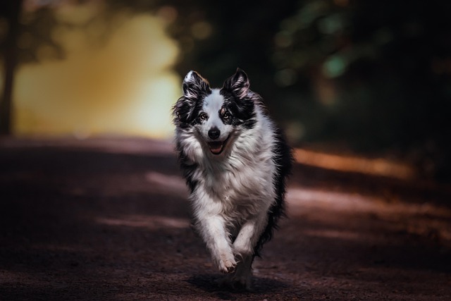 Free Dog Canine photo and picture