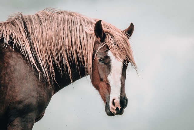 Free Horse Mane photo and picture