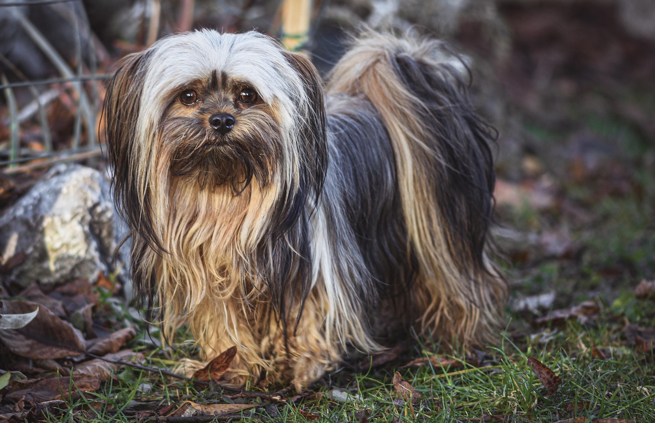 https://cdn.pixabay.com/photo/2022/01/28/21/10/dog-6975866_1280.jpg