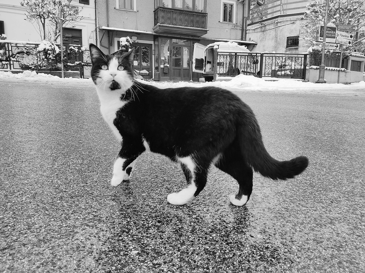 Cat Feline Black And White - Free photo on Pixabay - Pixabay
