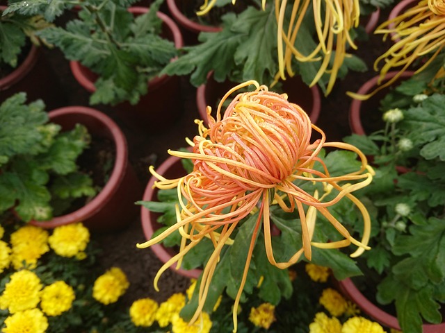 Free In Full Bloom Autumn photo and picture