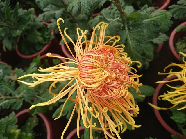 Free Yellow Chrysanthemum photo and picture