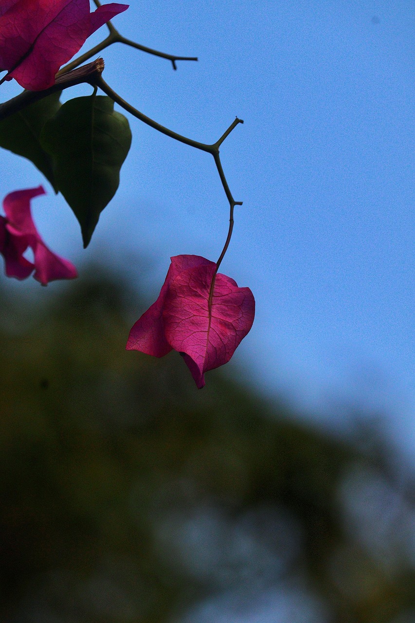 Flowers Petals Buds Free photo on Pixabay Pixabay