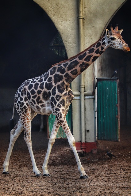 Girafa, Animal, Animais Selvagens