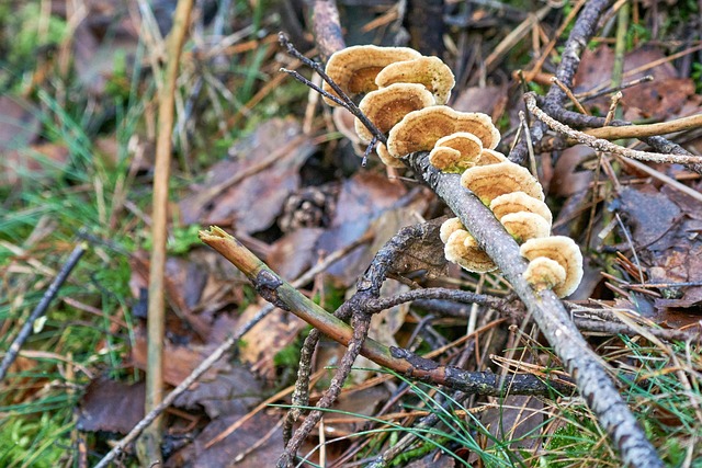 Free Mushrooms Plants photo and picture