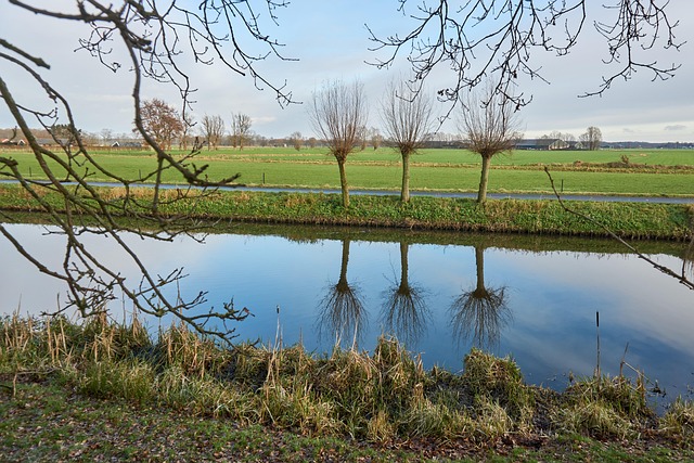 Free Trees Nature photo and picture