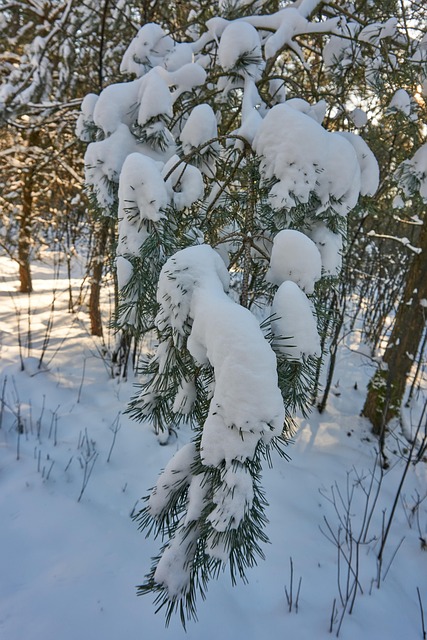 Free Pine Needles Snow photo and picture