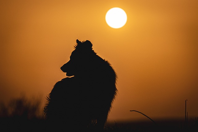 Free Dog Pet photo and picture